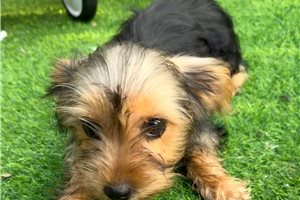Erica - Yorkshire Terrier - Yorkie for sale