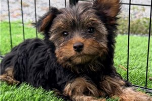 Allie - puppy for sale