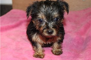 Camilla - Yorkshire Terrier - Yorkie for sale