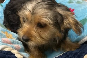 Beethoven - Yorkshire Terrier - Yorkie for sale