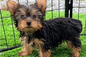 Allegra - Yorkshire Terrier - Yorkie for sale