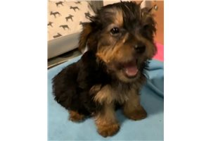 Jeremy - Yorkshire Terrier - Yorkie for sale