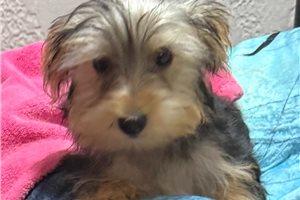 Alya - Yorkie for sale