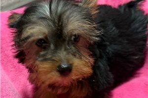 Allegra - Yorkshire Terrier - Yorkie for sale
