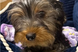 Beethoven - puppy for sale