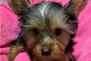 Alma - Yorkshire Terrier - Yorkie for sale