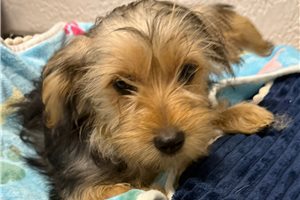Bene - Yorkshire Terrier - Yorkie for sale