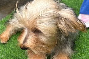 Barb - Yorkshire Terrier - Yorkie for sale