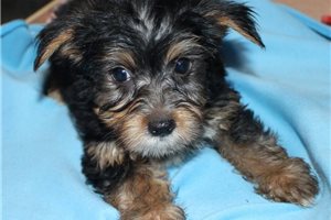 Theodore - Yorkshire Terrier - Yorkie for sale