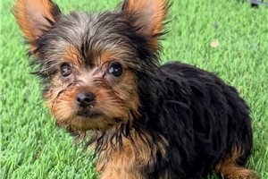 Alma - puppy for sale
