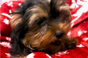 Bea - puppy for sale