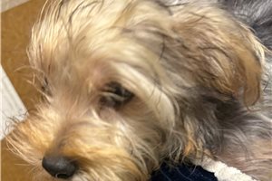 Ben - puppy for sale