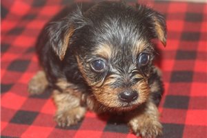 Brielle - Yorkshire Terrier - Yorkie for sale
