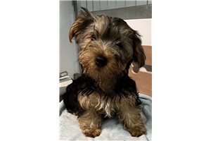 Darius - Yorkshire Terrier - Yorkie for sale