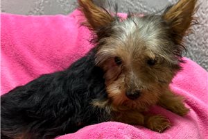Alya - Yorkshire Terrier - Yorkie for sale