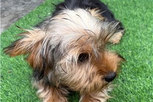 Emmaline - Yorkshire Terrier - Yorkie for sale