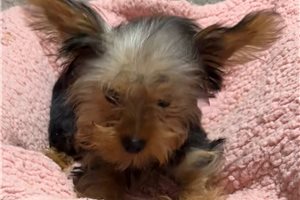 Alma - Yorkshire Terrier - Yorkie for sale