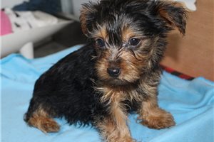 Goliath - Yorkshire Terrier - Yorkie for sale