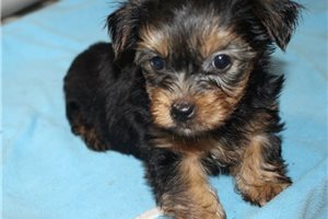 Kidd - Yorkshire Terrier - Yorkie for sale