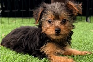Alya - puppy for sale