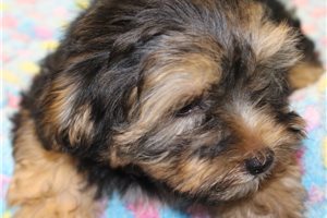 Brownie - Yorkshire Terrier - Yorkie for sale