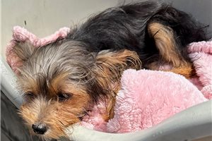 Dewdrop - Yorkshire Terrier - Yorkie for sale