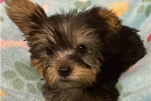 Falcon - Yorkshire Terrier - Yorkie for sale