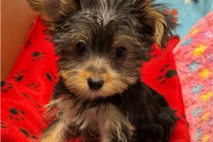 Dewdrop - puppy for sale