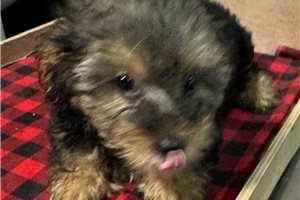Carson - Yorkshire Terrier - Yorkie for sale
