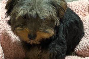 Allie - Yorkshire Terrier - Yorkie for sale