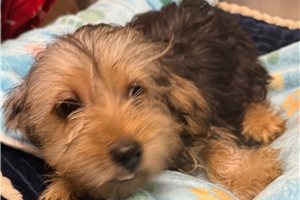 Bene - Yorkshire Terrier - Yorkie for sale
