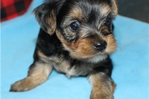Atom - puppy for sale