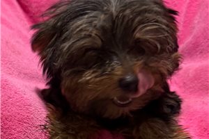 Allie - Yorkshire Terrier - Yorkie for sale