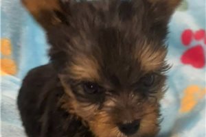 Finn - puppy for sale