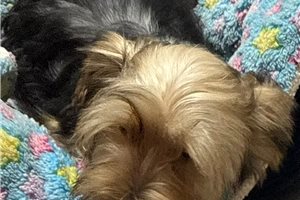 Alya - Yorkie for sale