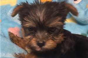 Falcon - puppy for sale