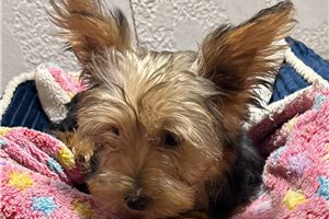 Alya - Yorkshire Terrier - Yorkie for sale