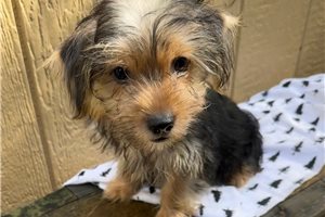 Cassidy - Yorkshire Terrier - Yorkie for sale