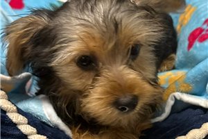 Becks - Yorkshire Terrier - Yorkie for sale