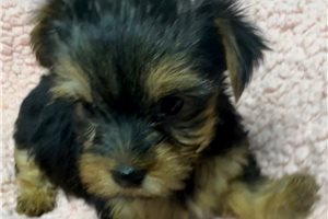 Felicia - puppy for sale