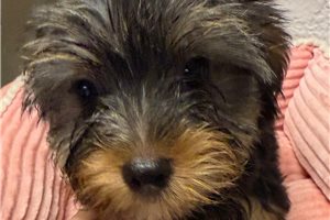 Beatrice - puppy for sale