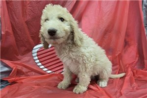 Timber - Labradoodle for sale