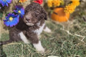 Woodrow - puppy for sale