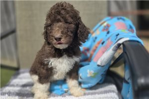 Woodrow - Labradoodle for sale