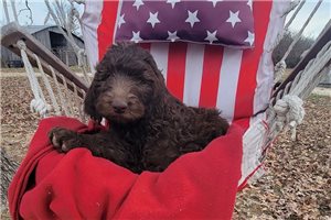 Sonia - Labradoodle for sale