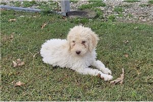 Walter - Labradoodle for sale