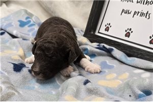 Woodrow - Labradoodle for sale