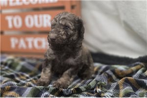 Wayne - Labradoodle for sale