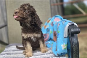 William - Labradoodle for sale