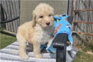 Winter - Labradoodle for sale